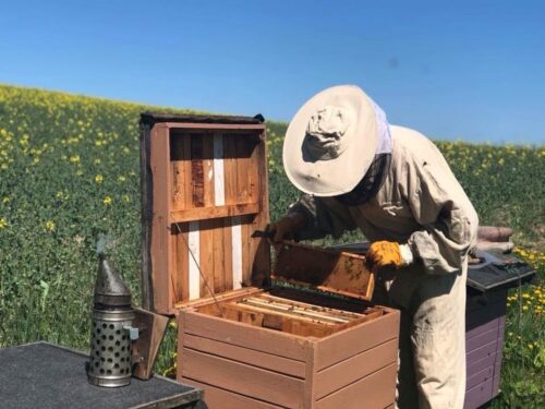 arimr, nabór, wnioski, pomoc, pszczelarze