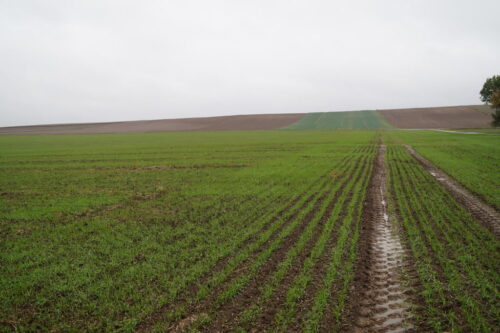 jesienne odchwaszczanie zbóż