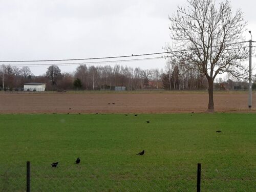 szkody, uprawy, ptaki, straty