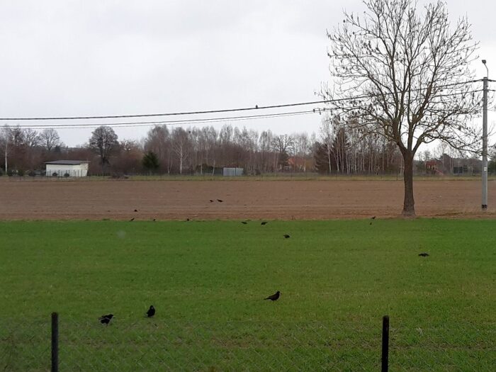 szkody, uprawy, ptaki, straty