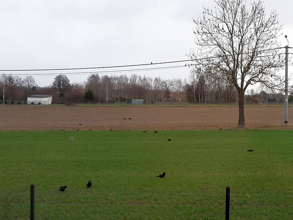 szkody, uprawy, ptaki, straty