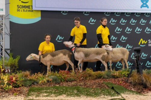 Sommet de l’Élevage 2025, bydło mięsne, bydło mleczne, Francja, Clermont Ferrand, charolaise, simental