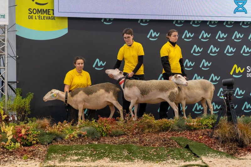 Sommet de l’Élevage 2025, bydło mięsne, bydło mleczne, Francja, Clermont Ferrand, charolaise, simental
