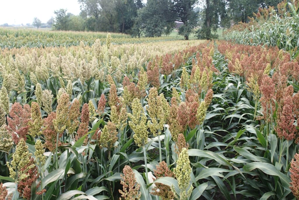 sorgo, uprawa sorgo