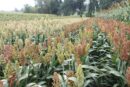 sorgo, uprawa sorgo