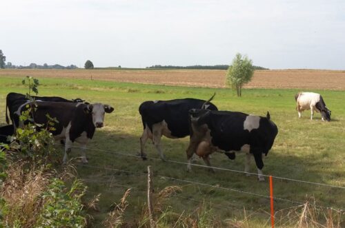 rozwój małych gospodarstw, stado podstawowe, małe gospodarstwa, krir