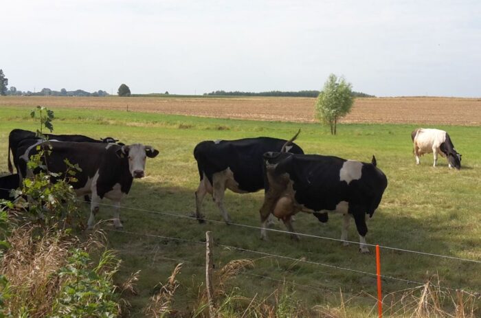 rozwój małych gospodarstw, stado podstawowe, małe gospodarstwa, krir