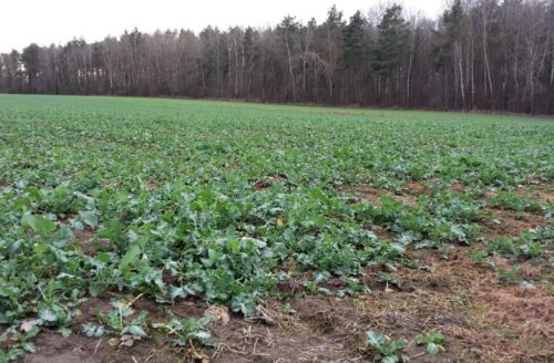 iung, susza w uprawach, rzepak, rzepik