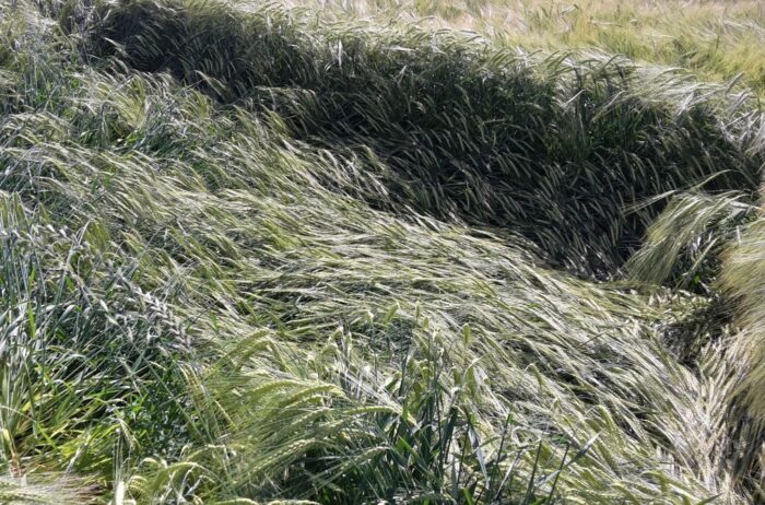 minister rolnictwa, krajewski, ubezpieczenia rolnicze, odszkodowanie