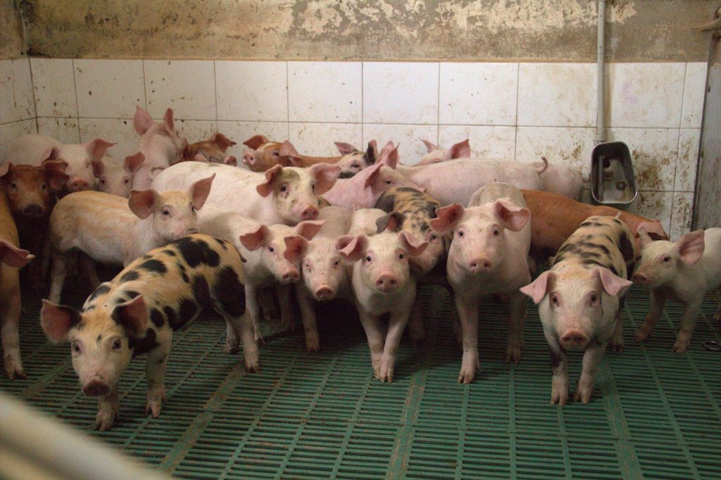 ASF w Bułgarii, rynek trzody chlewnej, eksport do krajów wolnych od ASF, kryzys branży,
