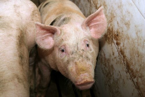 ceny tuczników, trzoda chlewna, ceny świń 2025, rynek wieprzowiny, świński dołek, POLSUS, Bartosz Czarniak, ceny żywca