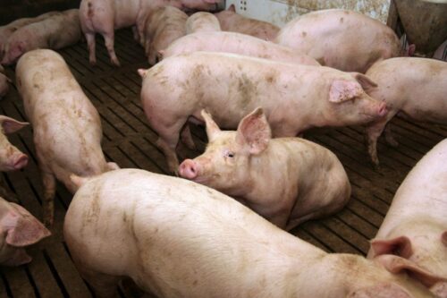 Polska giełda tuczników, Agrointegracja, Wojciech Styburski, trzoda chlewna, tuczniki, sprzedaż tuczników