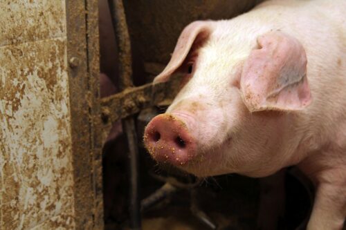 tuczniki, cena tuczników, wieprzowina, mięso wieprzowe, tuczniki w Niemczech, VEZG, żywiec wieprzowy, świnie