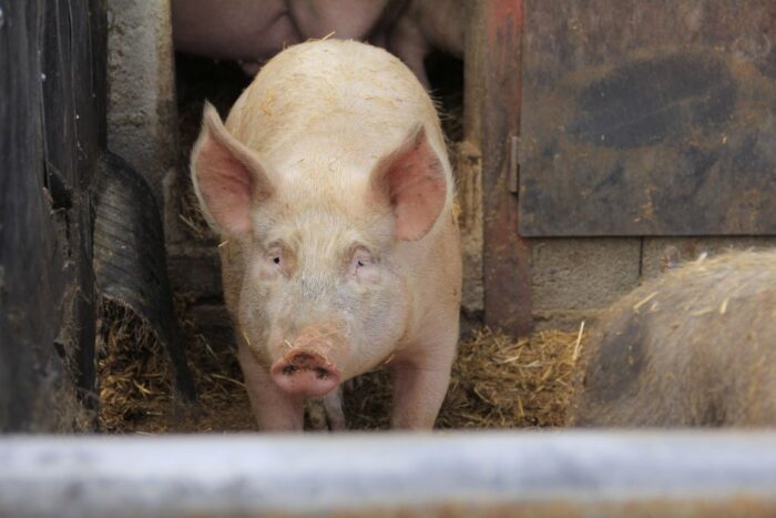 cena tuczników, trzoda chlewna, żywiec wieprzowy, niemiecka cena