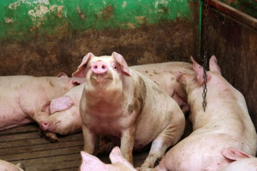 tuczniki, cena tuczników, wieprzowina, mięso wieprzowe, tuczniki w Niemczech, VEZG, żywiec wieprzowy, świnie