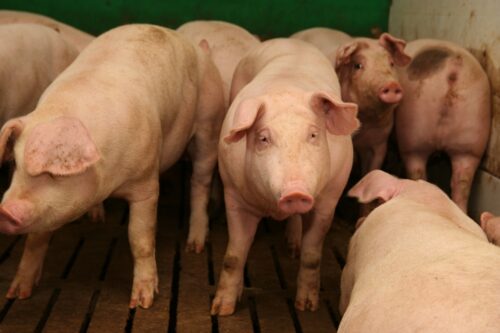 tuczniki, cena tuczników, wieprzowina, mięso wieprzowe, tuczniki w Niemczech, VEZG, żywiec wieprzowy, świnie