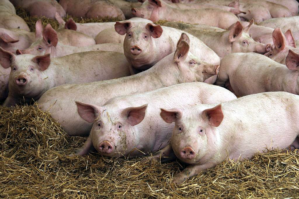 tuczniki, cena tuczników, wieprzowina, mięso wieprzowe, tuczniki w Niemczech, VEZG, żywiec wieprzowy, świnie