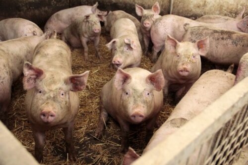 cena tuczników, trzoda chlewna, żywiec wieprzowy, niemiecka cena