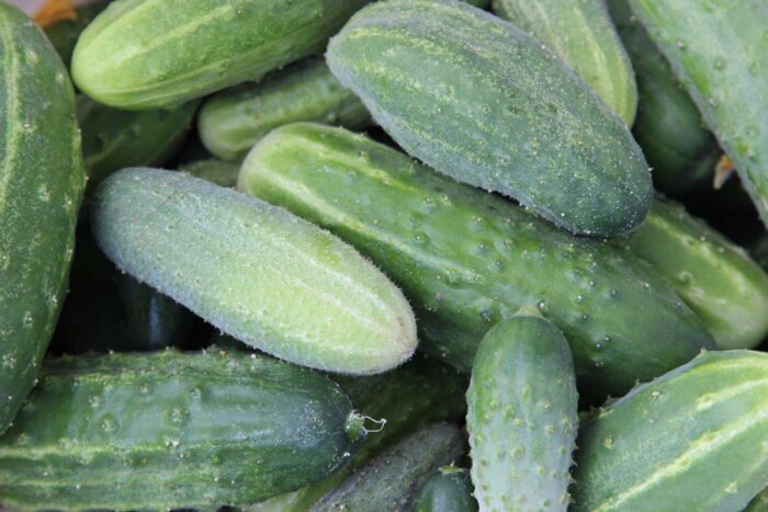 ijhars, ogórki, import, kontrole