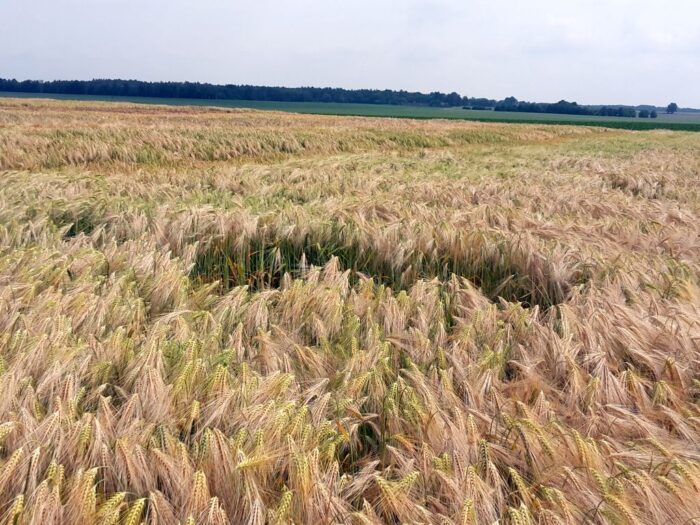 pzprz, producenci zbóż, produkcja zbóż, rolnicy, środki ochrony roślin