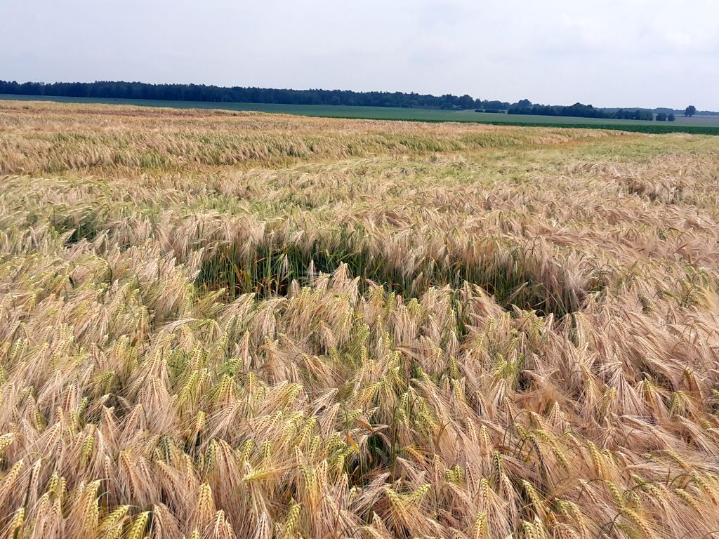 pzprz, producenci zbóż, produkcja zbóż, rolnicy, środki ochrony roślin