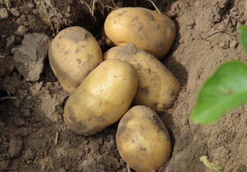 kpir, ziemniaki skrobiowe, producenci ziemniaków, rynek ziemniaków