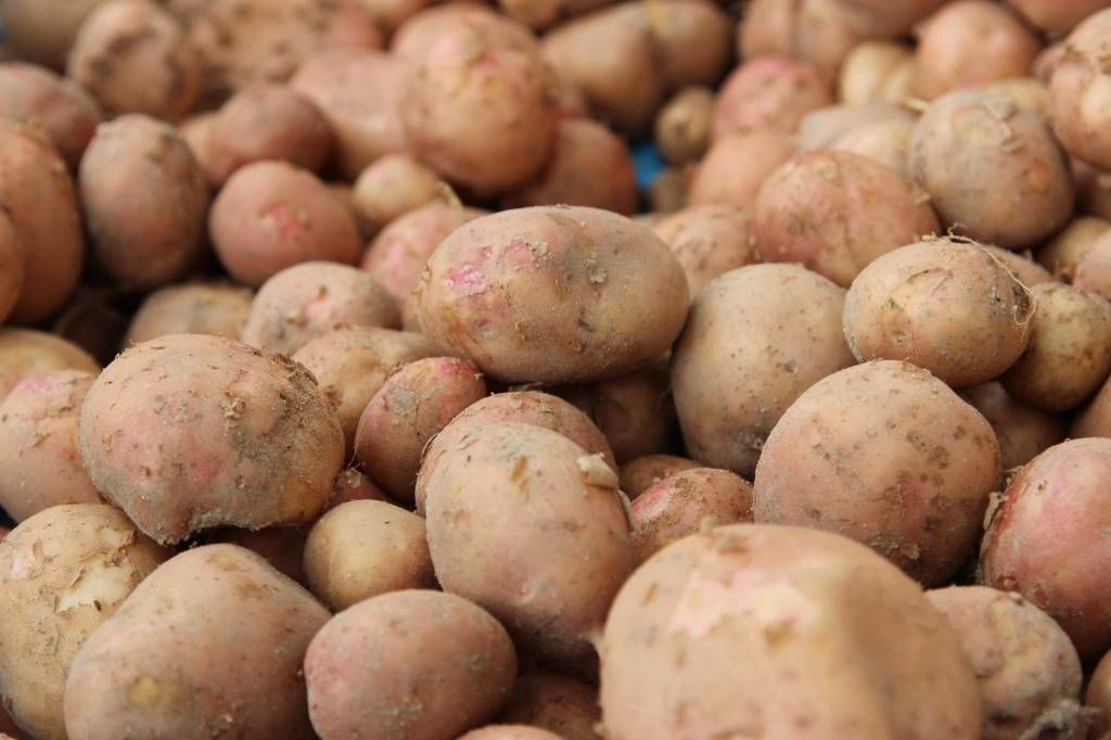 projekt rozporządzenia, drobne ziemniaki, konsumenci, producenci ziemniaków