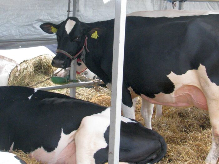 rząd, ubezpieczenie upraw, ubezpieczenie zwierząt, dopłata do składki ubezpieczenia