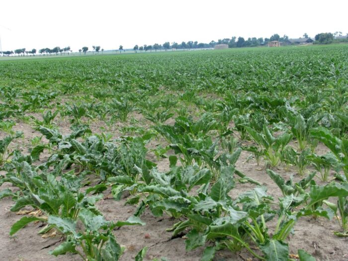 system ams, monitoring satelitarny, uprawy, wnioski o dopłaty