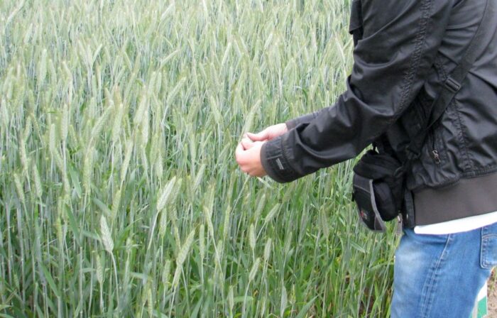 pir, szacowanie szkód, komisje klęskowe, komisje do szacowania szkód