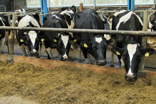 ceny mleka 2025, rynek mleka w Polsce, produkcja mleka, Martin Ziaja, rynek mleczarski, nadprodukcja mleka