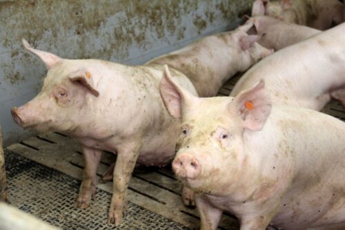 cena tuczników, trzoda chlewna, żywiec wieprzowy, niemiecka cena