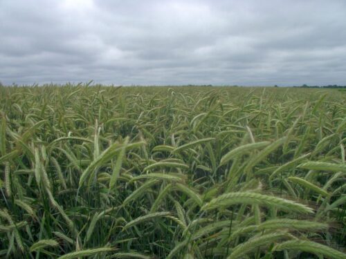 rynek zbóż, ceny zbóż, skup zbóż, zboże