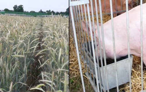 ceny zbóż, rynek zbóż, sprzedaż zbóż, trzoda chlewna