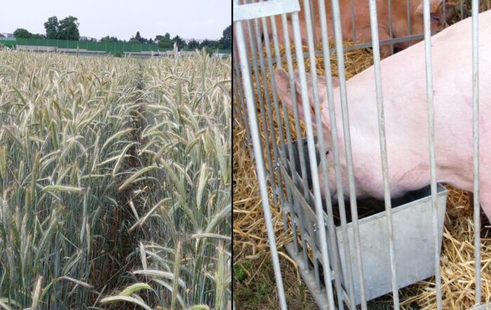 ceny zbóż, rynek zbóż, sprzedaż zbóż, trzoda chlewna