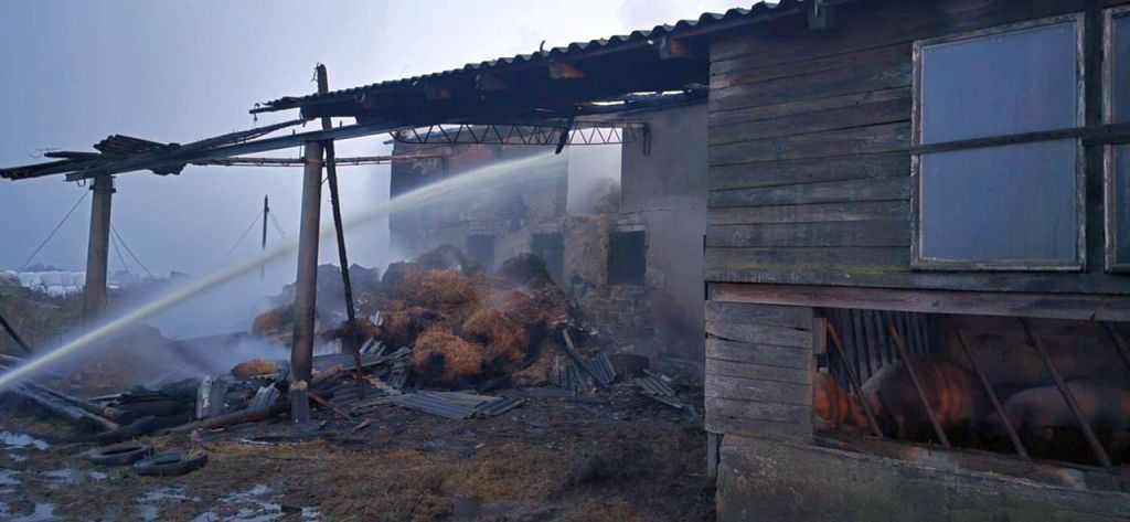 pożar, chlewnia, zwierzęta, straty