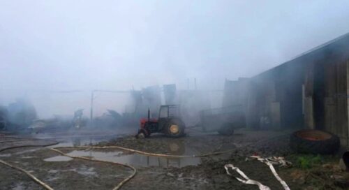 pożar, chlewnia, zwierzęta, straty