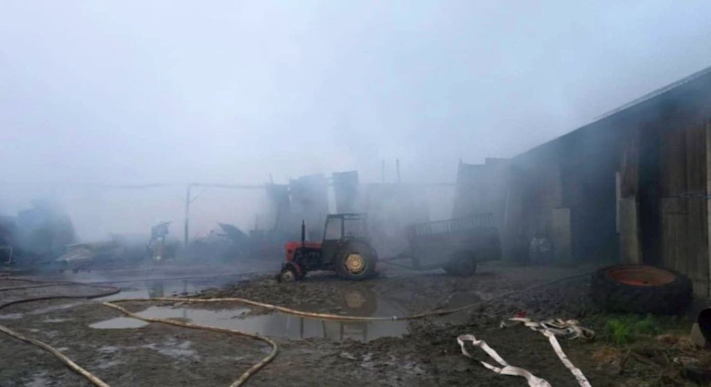 pożar, chlewnia, zwierzęta, straty