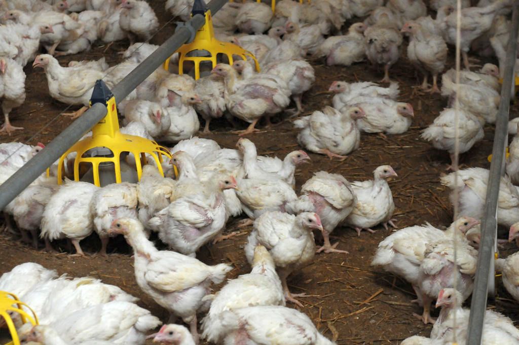 mrirw, zasiedlanie budynków inwentarskich, hodowla, inspekcja weterynaryjna