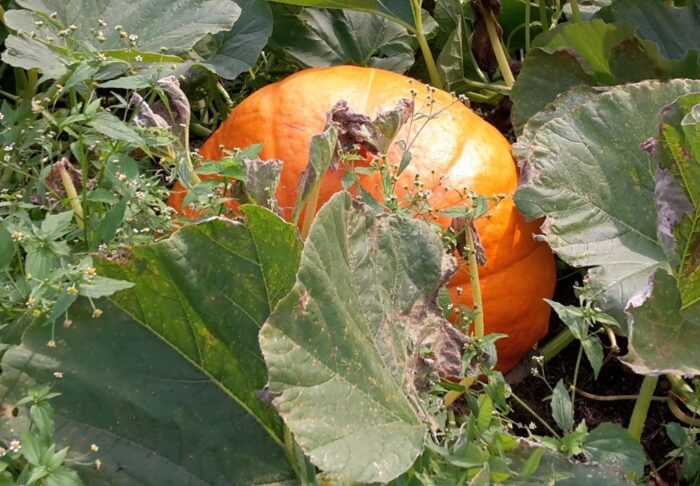 kowr, dynie, produkcja dyni, uprawa dyni