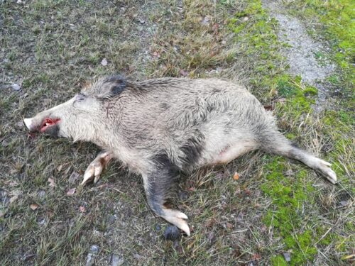 ASF w Hiszpanii, ognisko ASF u dzików, ASF w Katalonii, monitoring ASF u dzików, wirus ASF, dziki, Hiszpania, Chiny