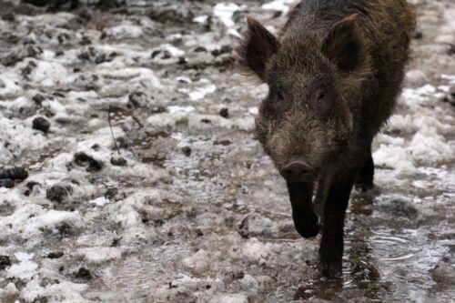 ASF, afrykański pomór świń, ogniska ASF u dzików, bioasekuracja, trzoda chlewna, POLPIG, wirus ASF, dziki