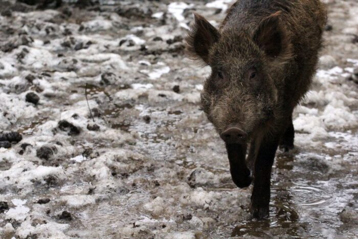ASF, afrykański pomór świń, ogniska ASF u dzików, bioasekuracja, trzoda chlewna, POLPIG, wirus ASF, dziki