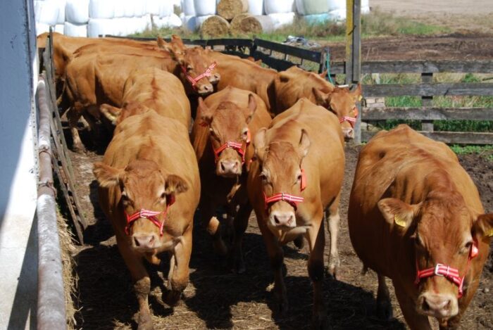 Farm Innovations, NewConnect, podskórne chipy, Sebastian Przeniosło, konie i alpaki, Termochipy, chipowanie