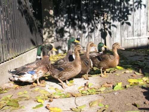 HPAI, grypa ptaków, ognisko HPAI, Inspekcja Weterynaryjna, hodowcy drobiu, bioasekuracja, H5N1