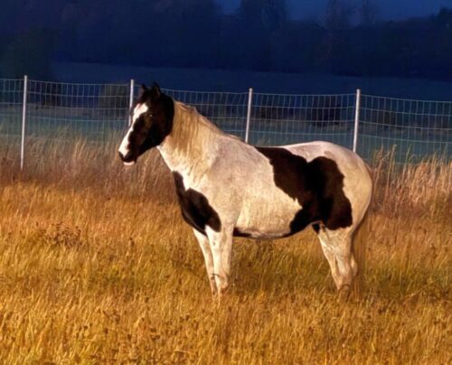 kmp legnica, koń, autostrada, droga