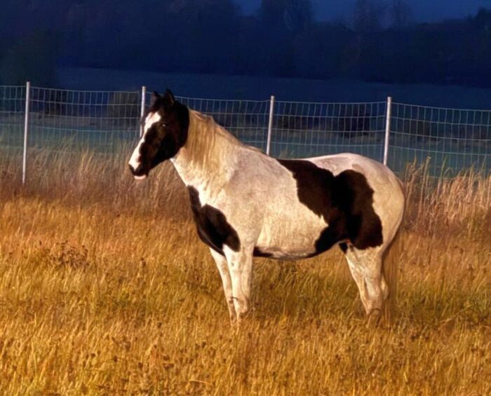 kmp legnica, koń, autostrada, droga