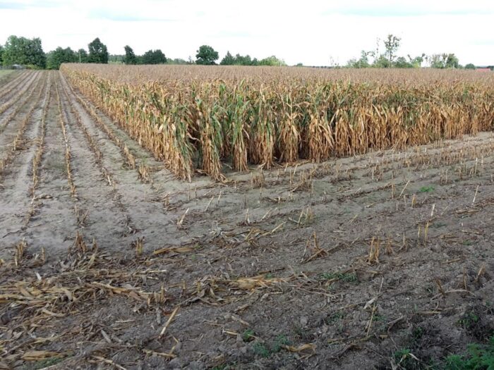 rynek zbóż, ceny zbóż, ceny kukurydzy, zbiór kukurydzy