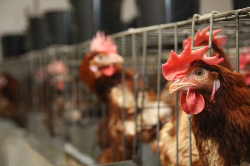 rzekomy pomór drobiu, Newcastle disease, ognisko ND, GLW, PIWet Puławy, bioasekuracja, choroby drobiu