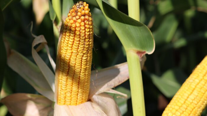 Osadkowski, kukurydza